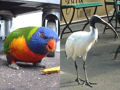 australia birds