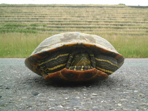 Turtle on the Bike Path