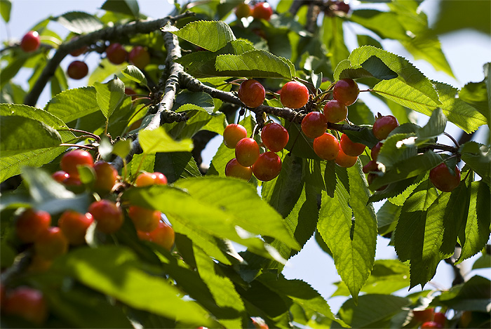 cherry tree yamanashi