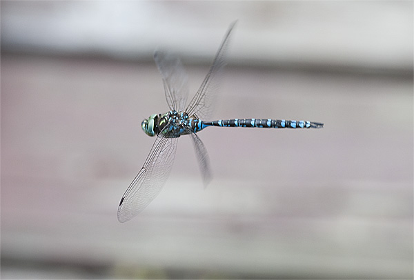 dragonfly hovering