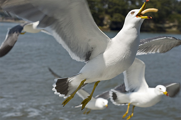 seagull cracker flying eating mouth open matsushima