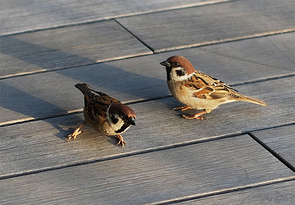 sparrows two birds