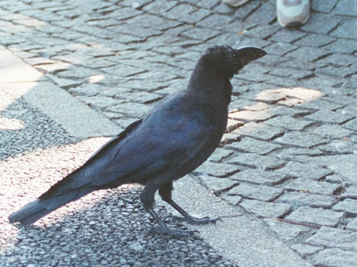 crows - karasu