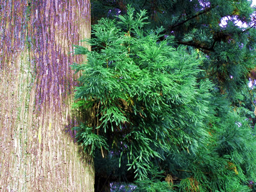 takao pine tree