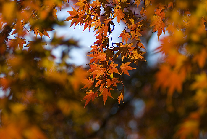 yoyogi park autumn red leaves